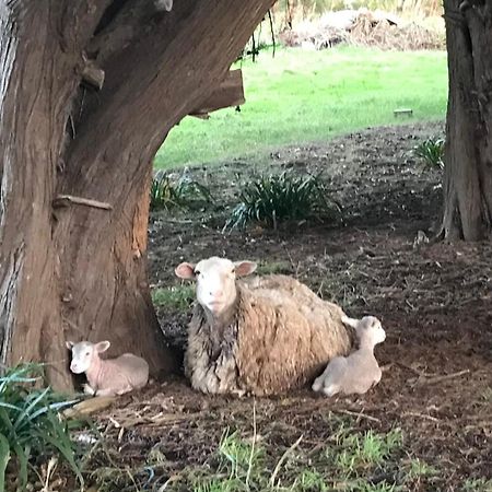 Langleys Port Campbell Hobby Farm 아파트 외부 사진